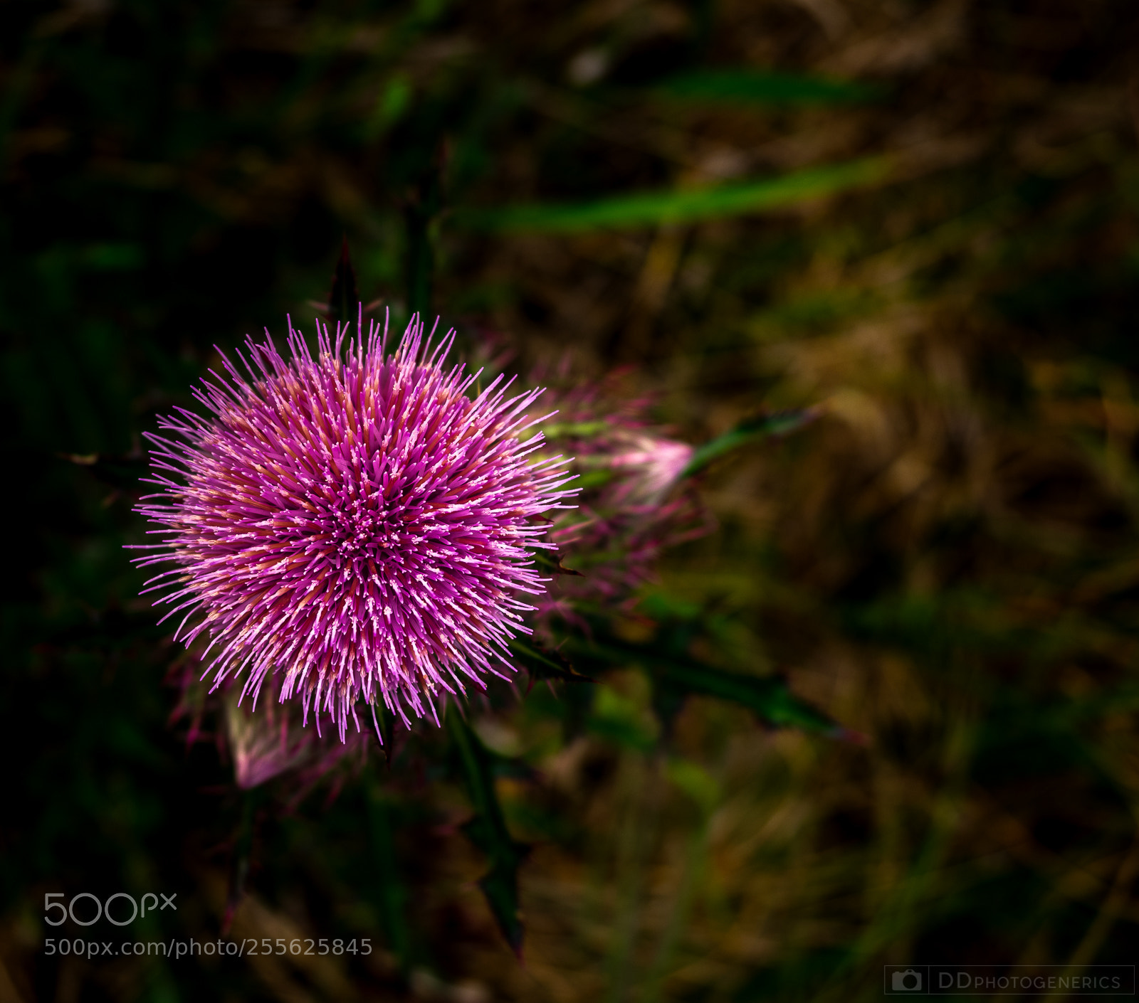 Olympus OM-D E-M1 sample photo. Wild pink photography