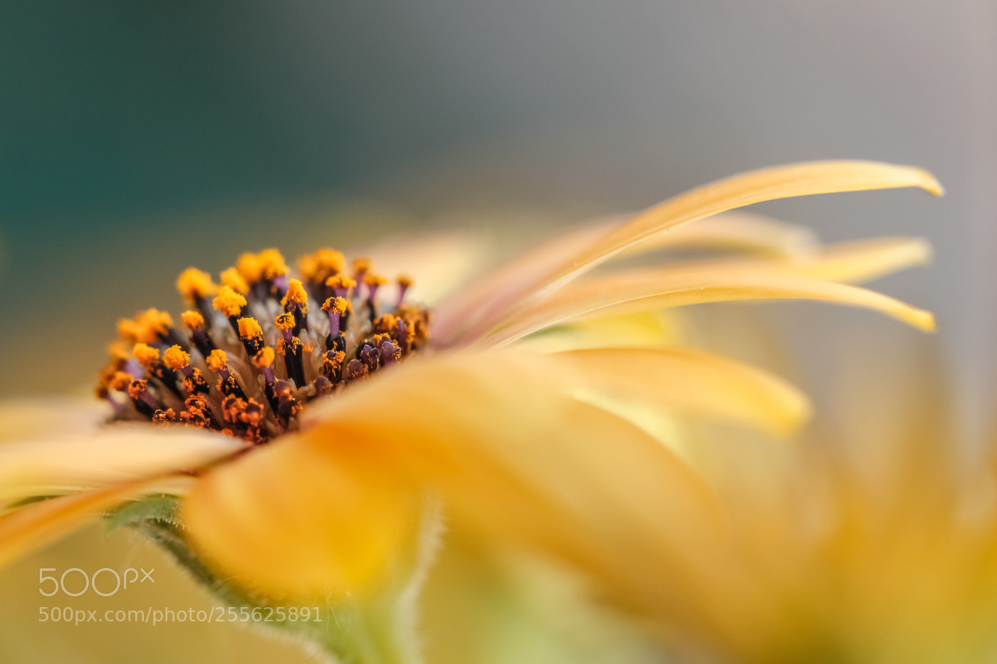 Canon EOS 550D (EOS Rebel T2i / EOS Kiss X4) sample photo. Yellow dream photography