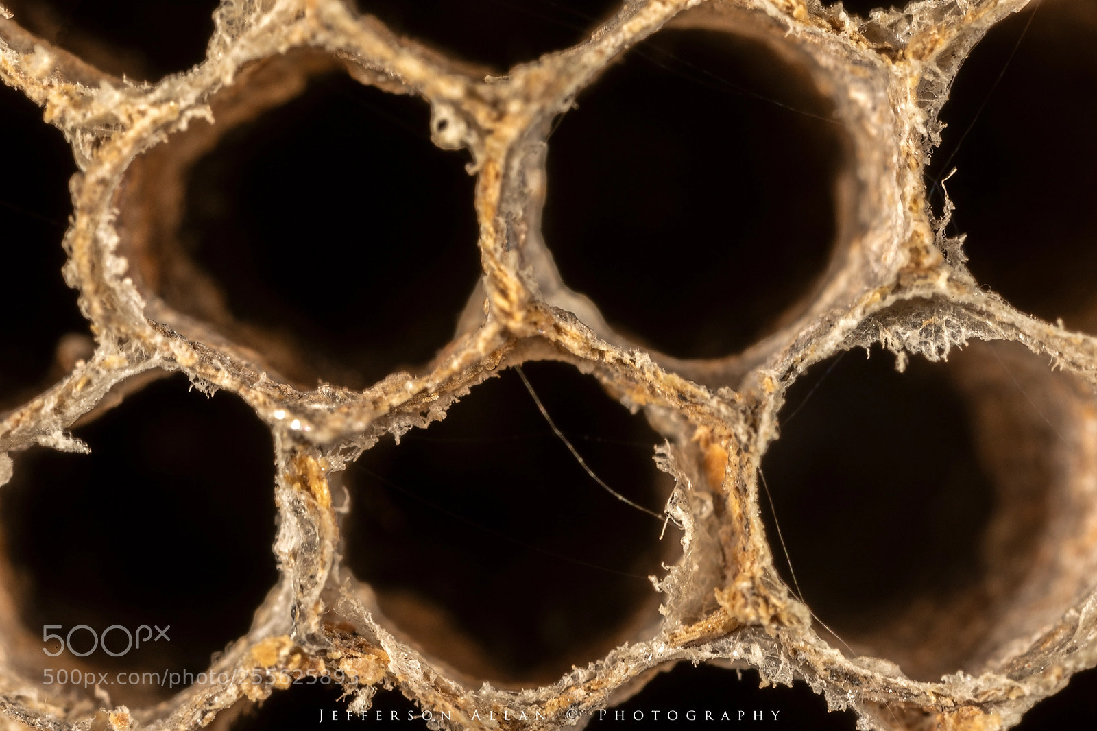 Canon EOS 5D Mark IV sample photo. Cachopa de marimbondo photography