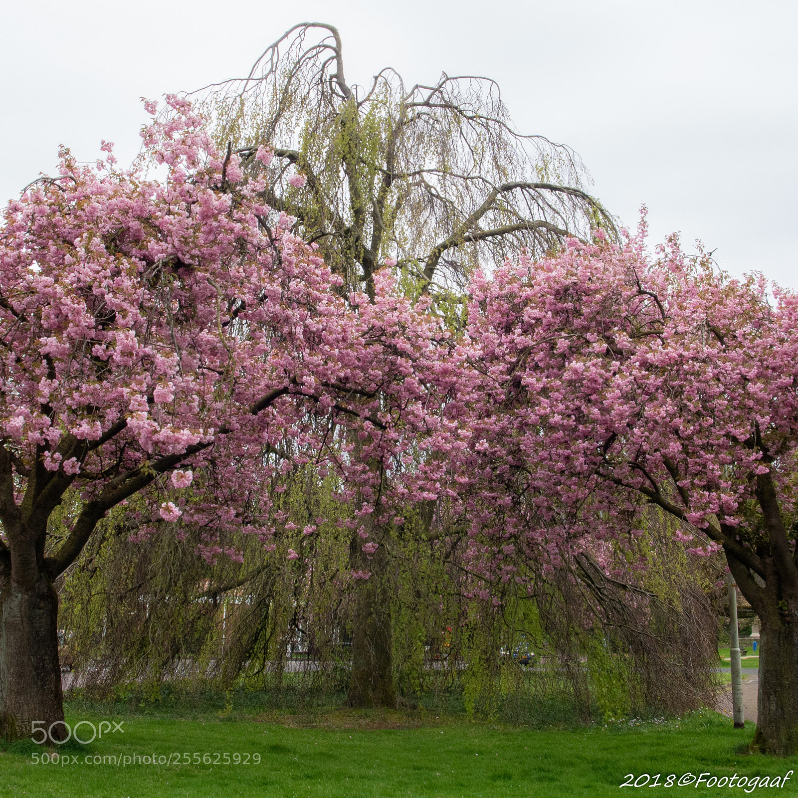 Sony ILCA-77M2 sample photo. Blossem photography