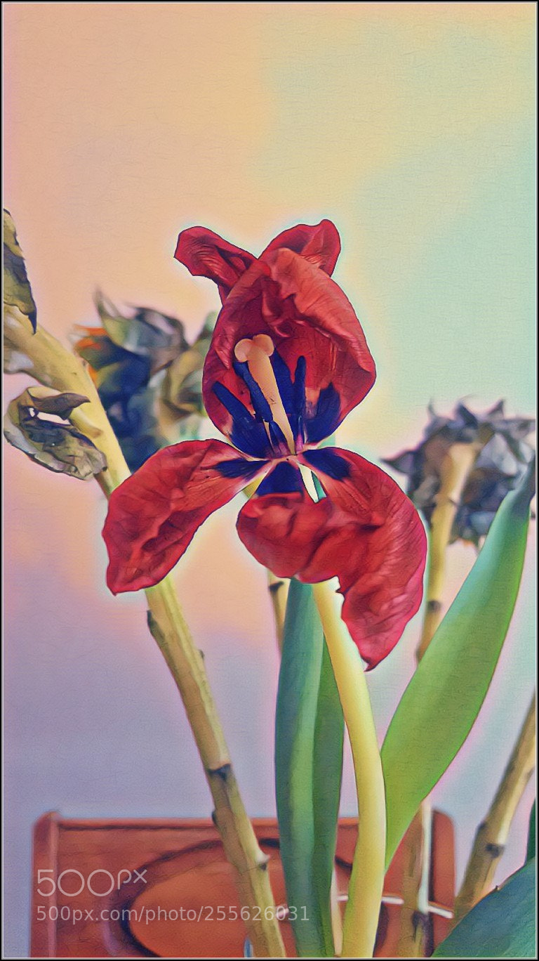 Samsung Galaxy S6 sample photo. Withering heights photography