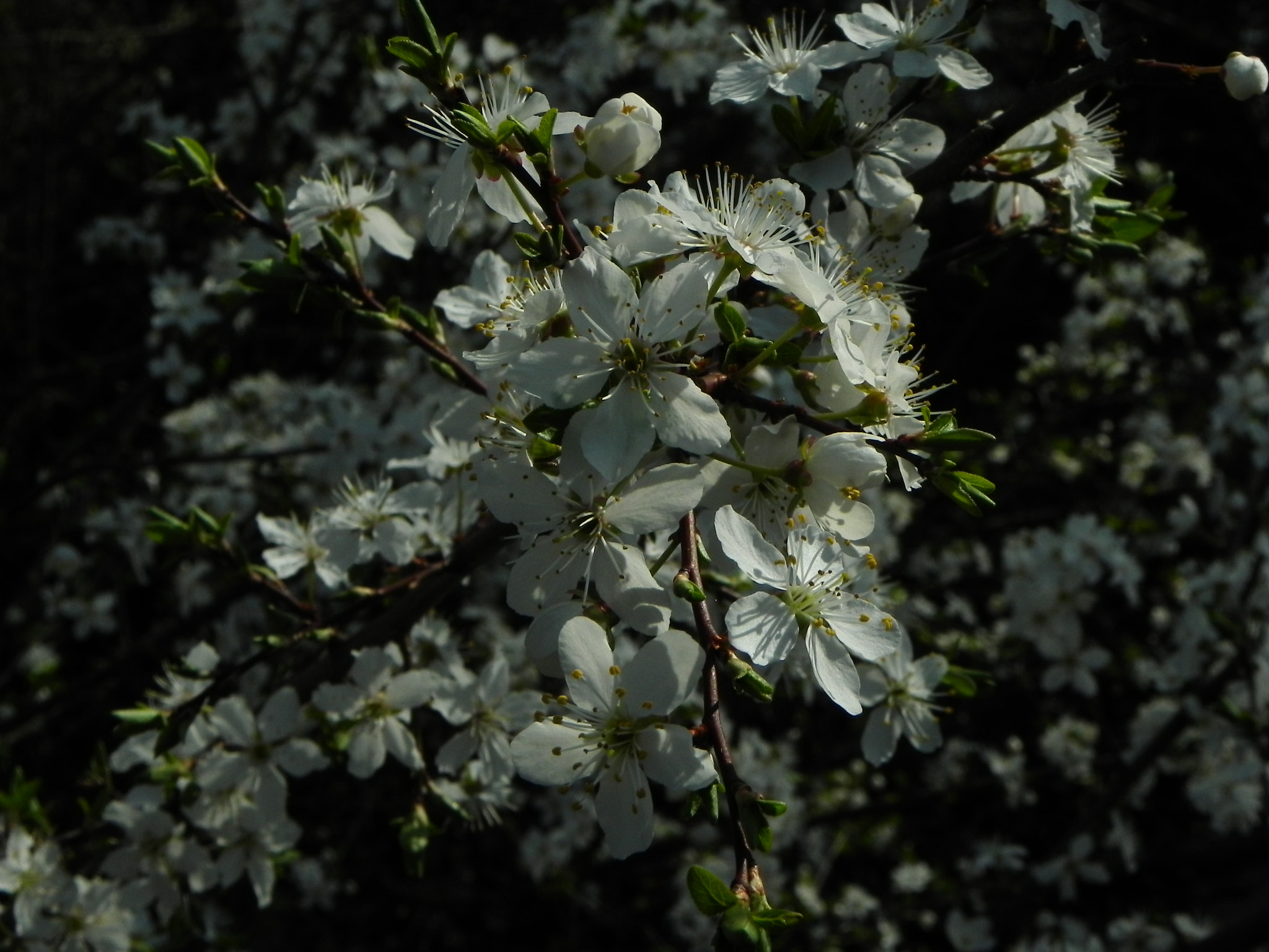 Nikon Coolpix P100 sample photo. Tree in bloom photography