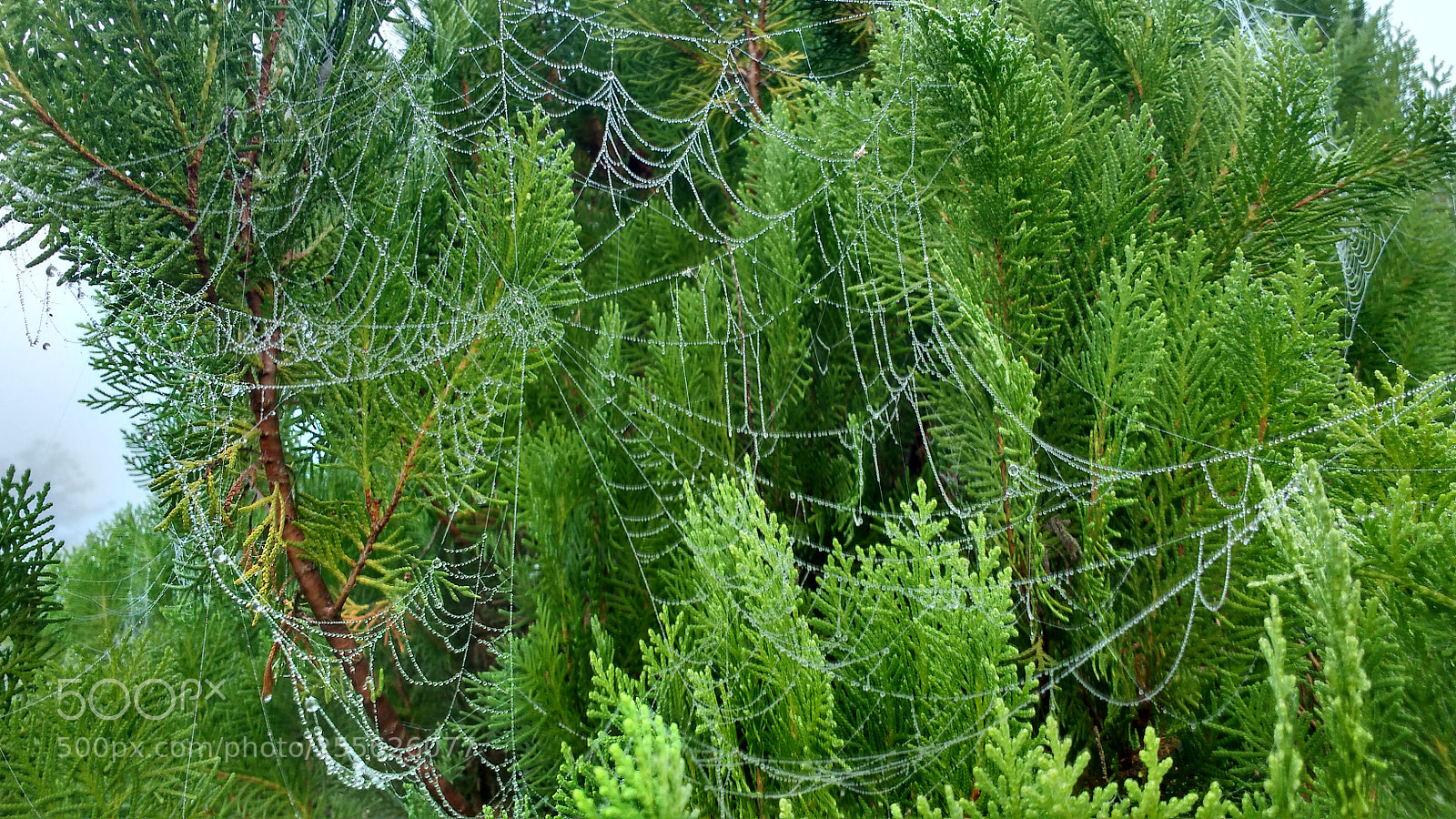 Motorola MotoG3 sample photo. Designer nature - green photography