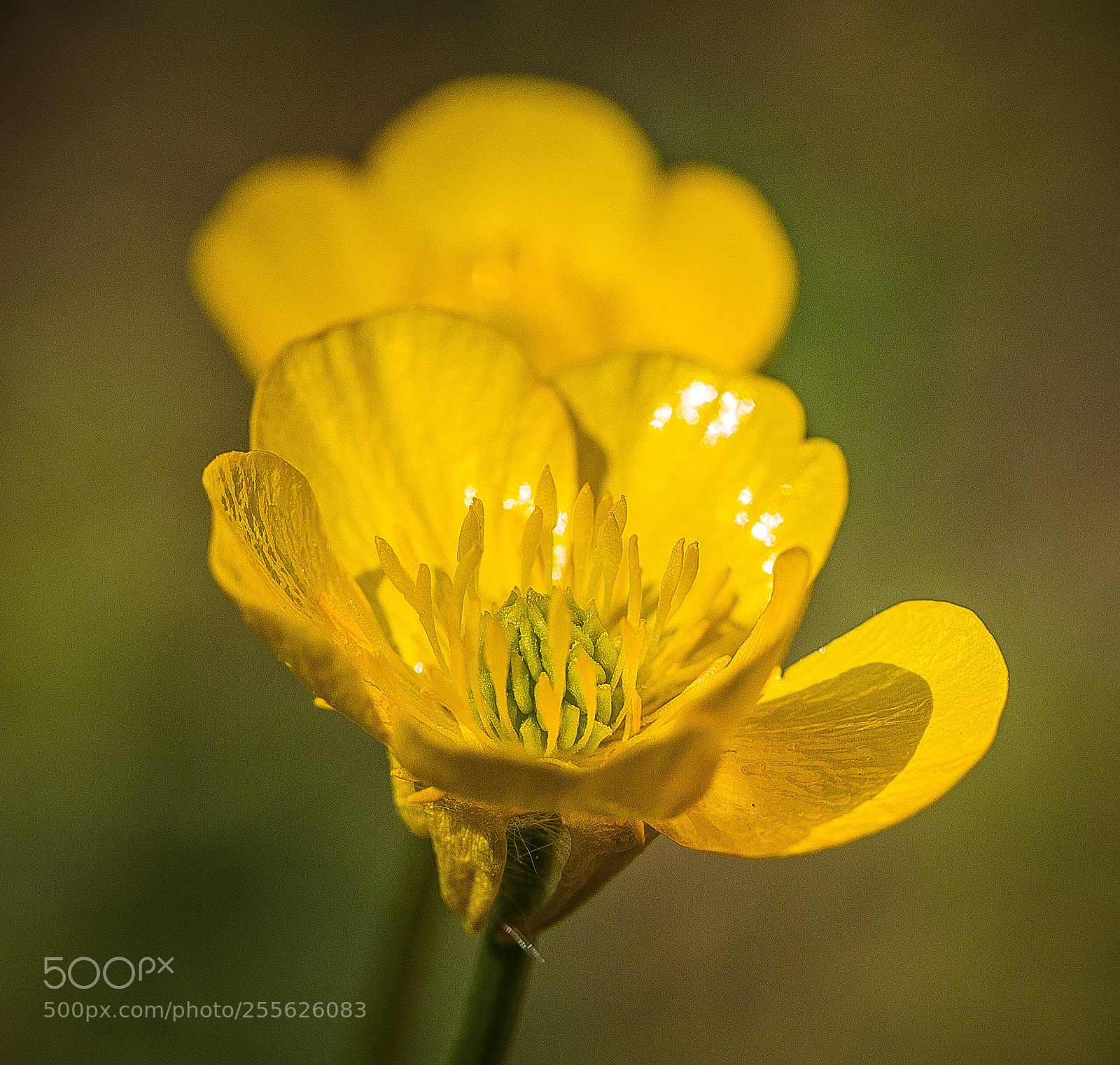 Canon EOS 6D sample photo. Macro photography