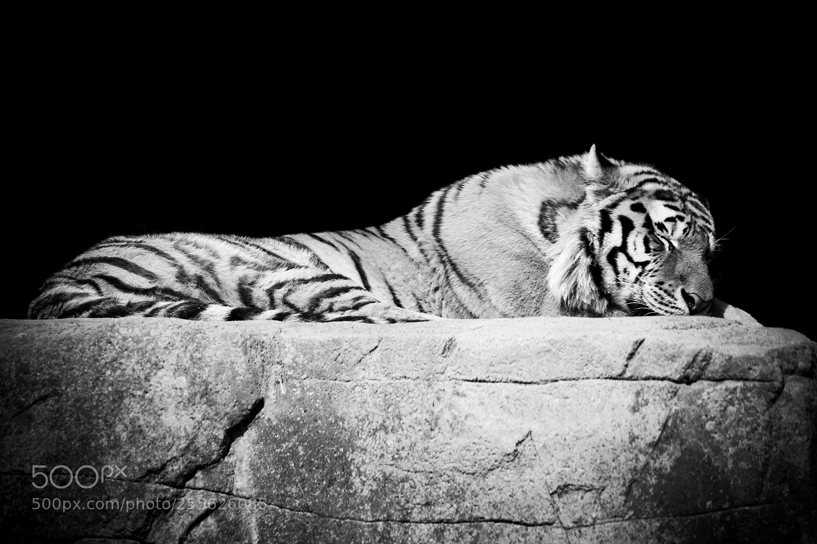 Canon EOS-1D X sample photo. Dreaming amur photography