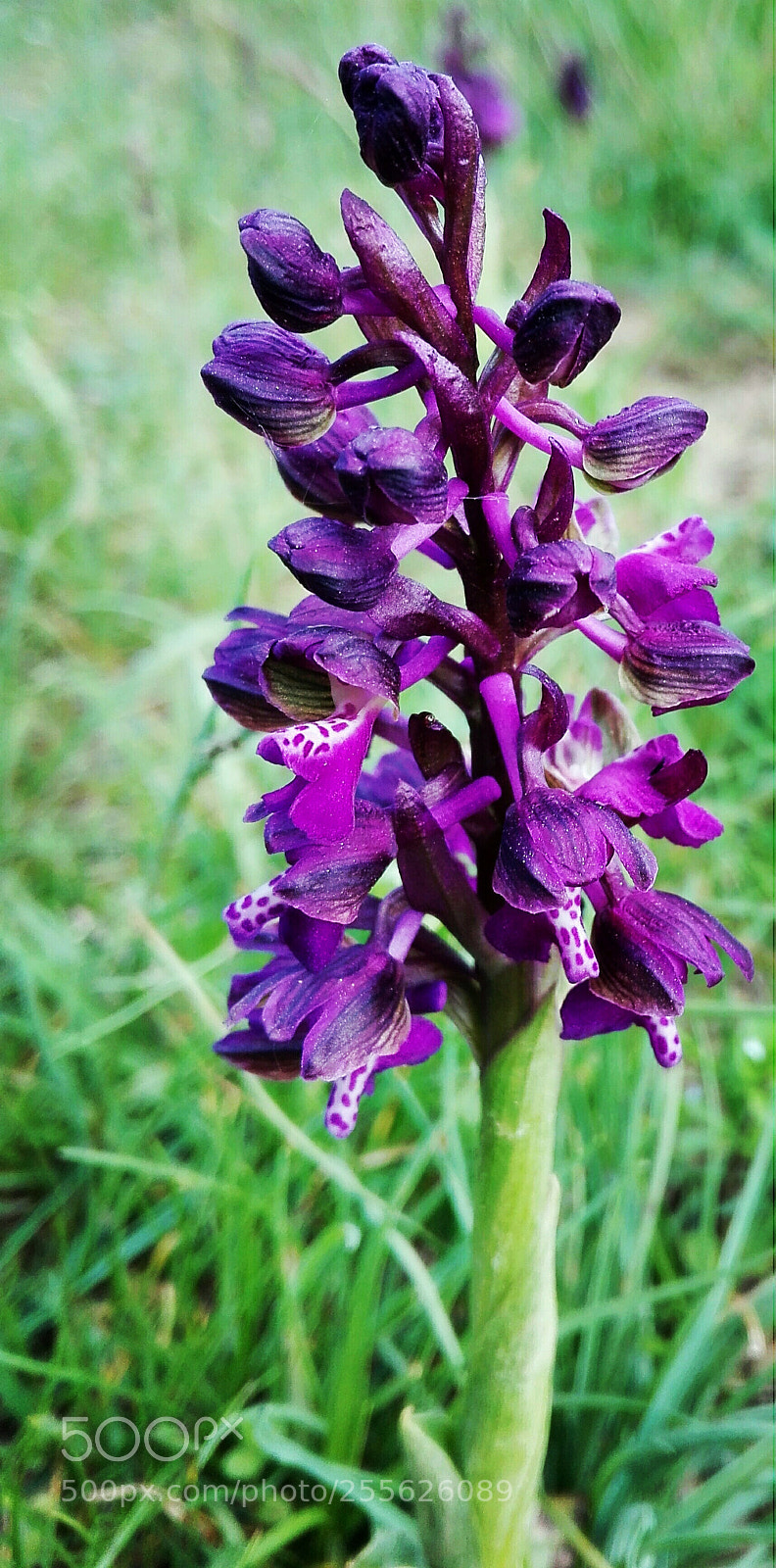 HUAWEI P8 Lite sample photo. Piccola orchidea photography