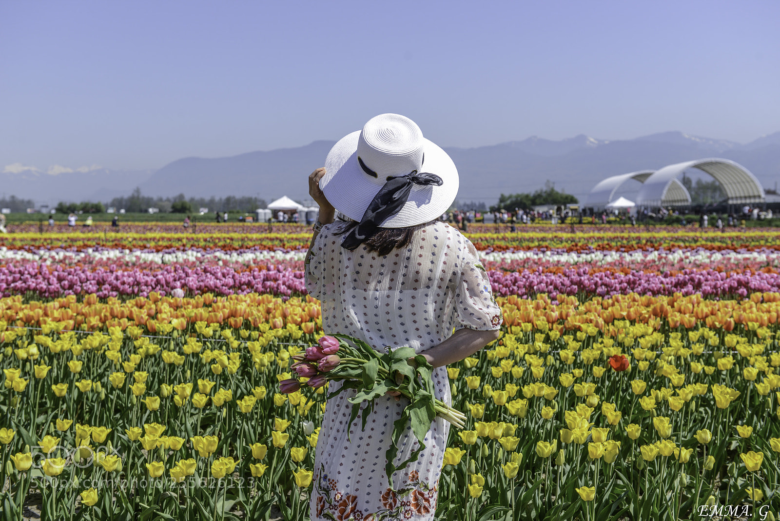 Nikon D800 sample photo. Tulip photography
