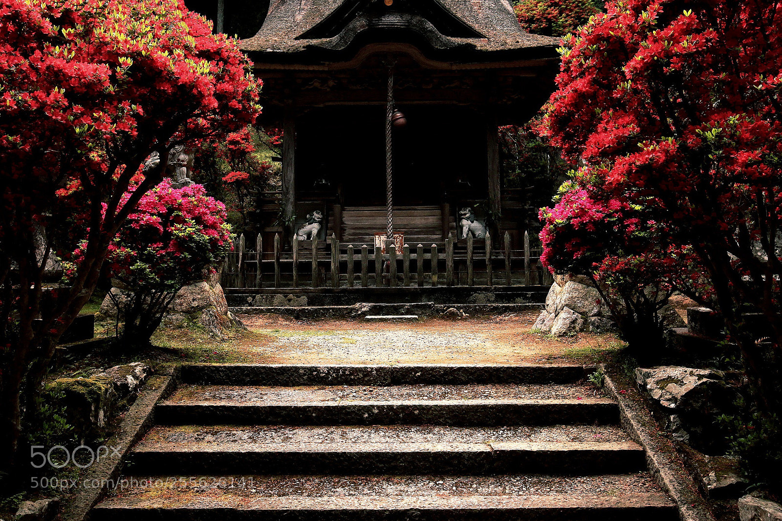 Canon EOS 70D sample photo. Desire color photography