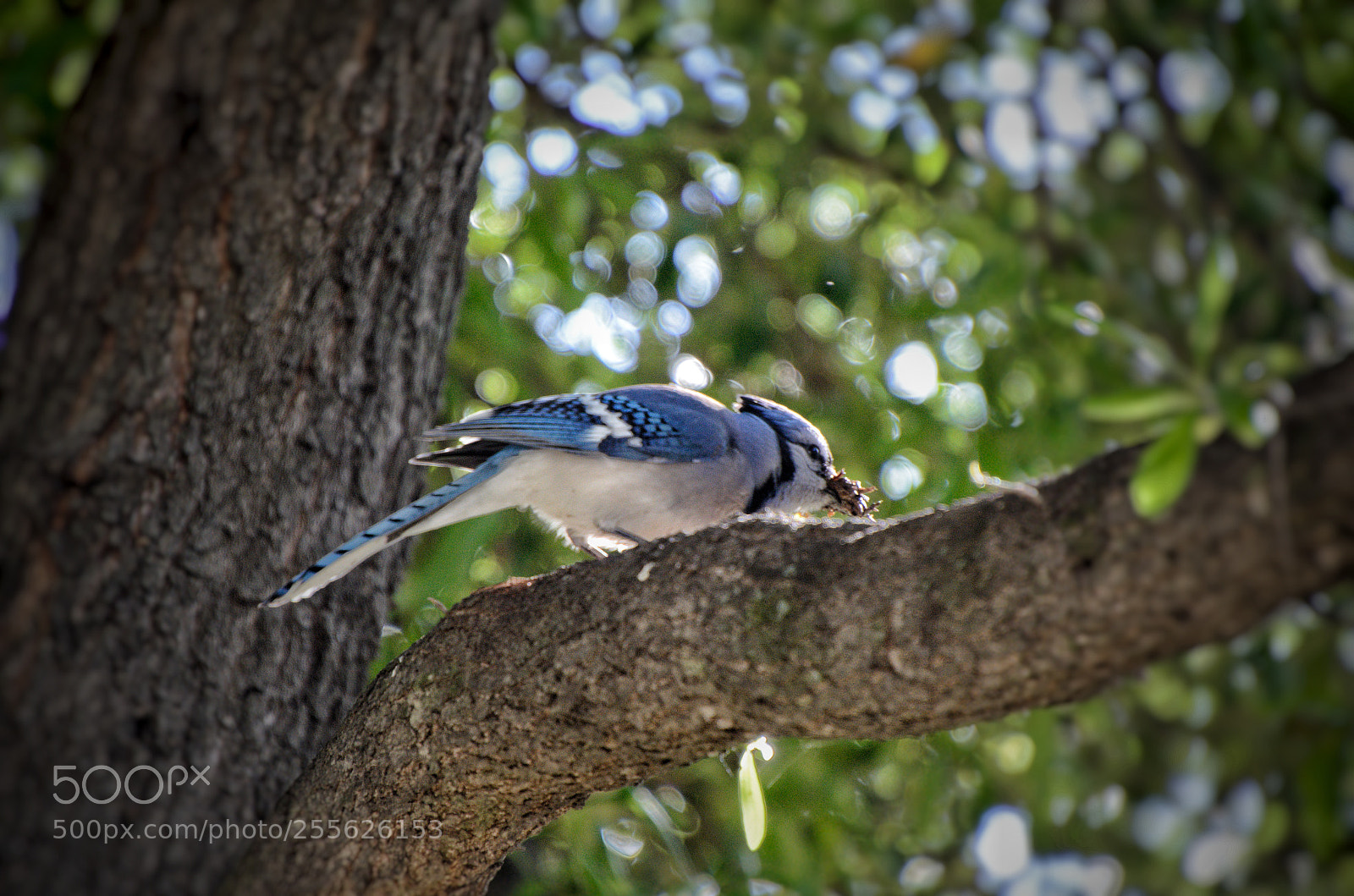 Nikon D5100 sample photo. Blue jay photography