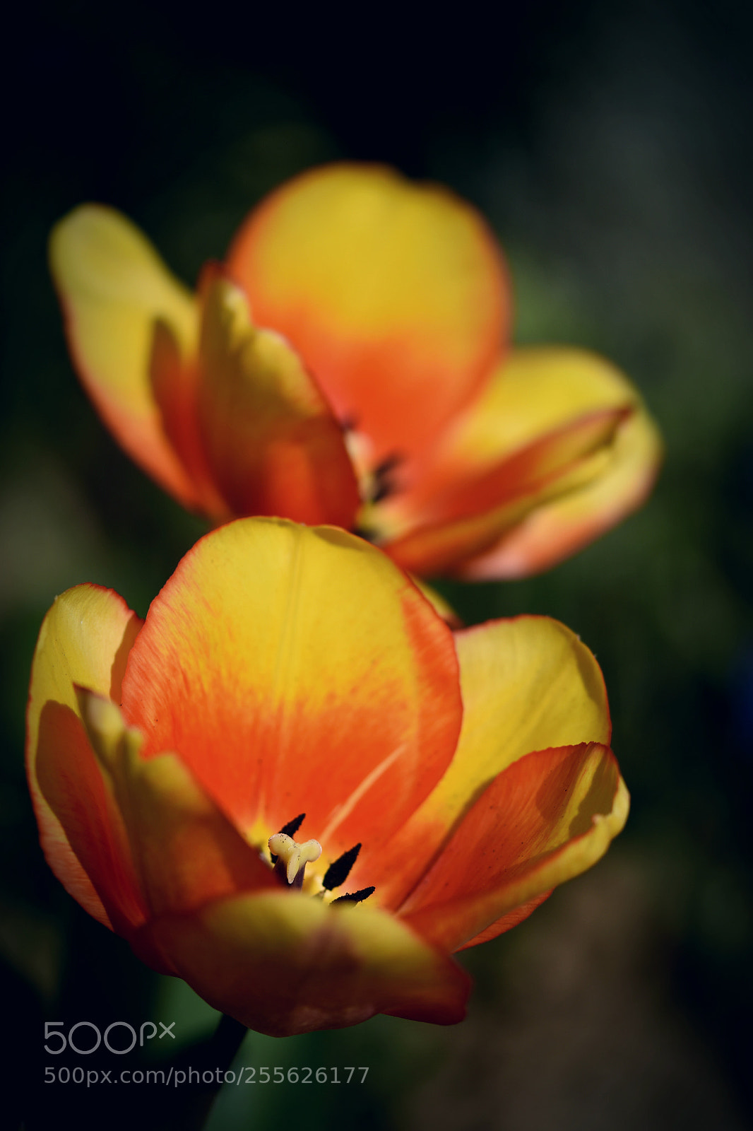 Nikon D5500 sample photo. *fire* photography