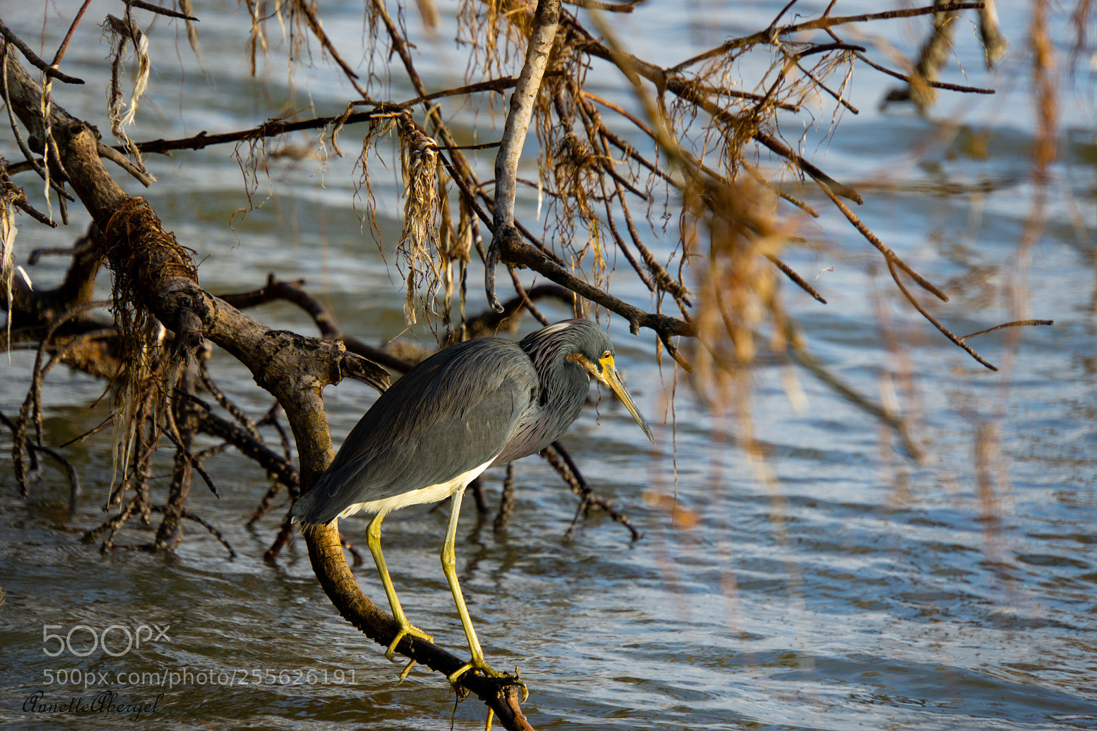 Sony a6000 sample photo. Tricolored heron photography