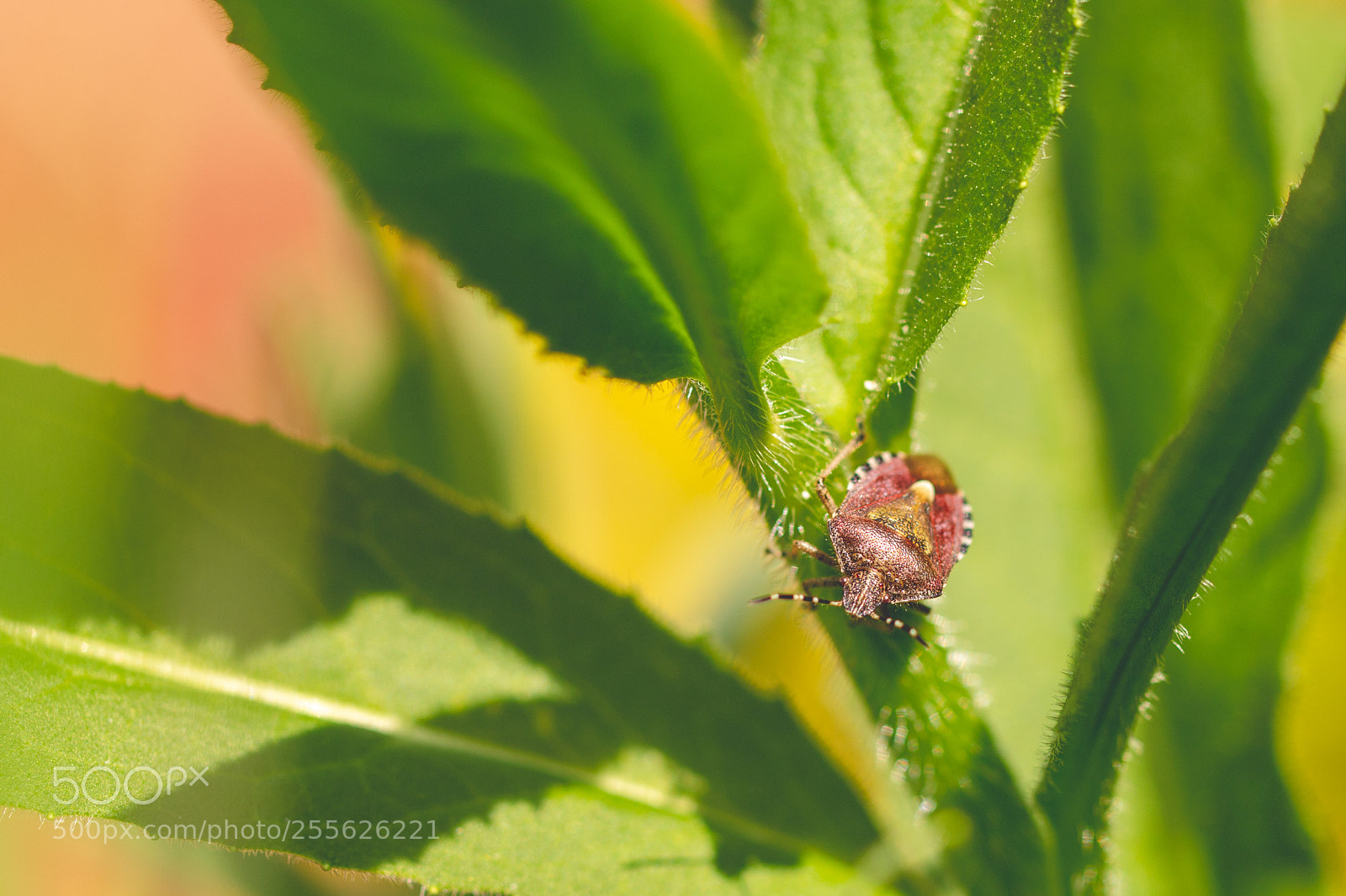 Canon EOS 70D sample photo. Sunny shieldbug photography