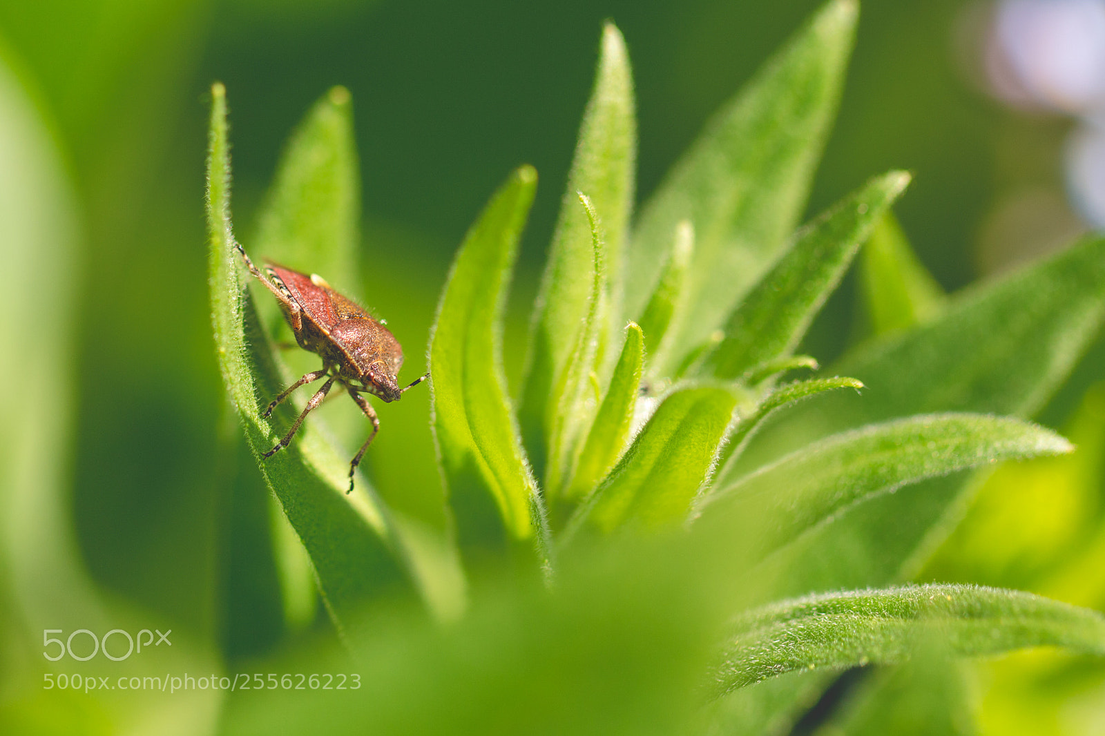 Canon EOS 70D sample photo. Wandering shieldbug photography