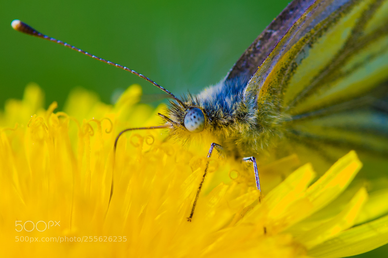 Canon EOS 1000D (EOS Digital Rebel XS / EOS Kiss F) sample photo. Butterfly on dandelion photography