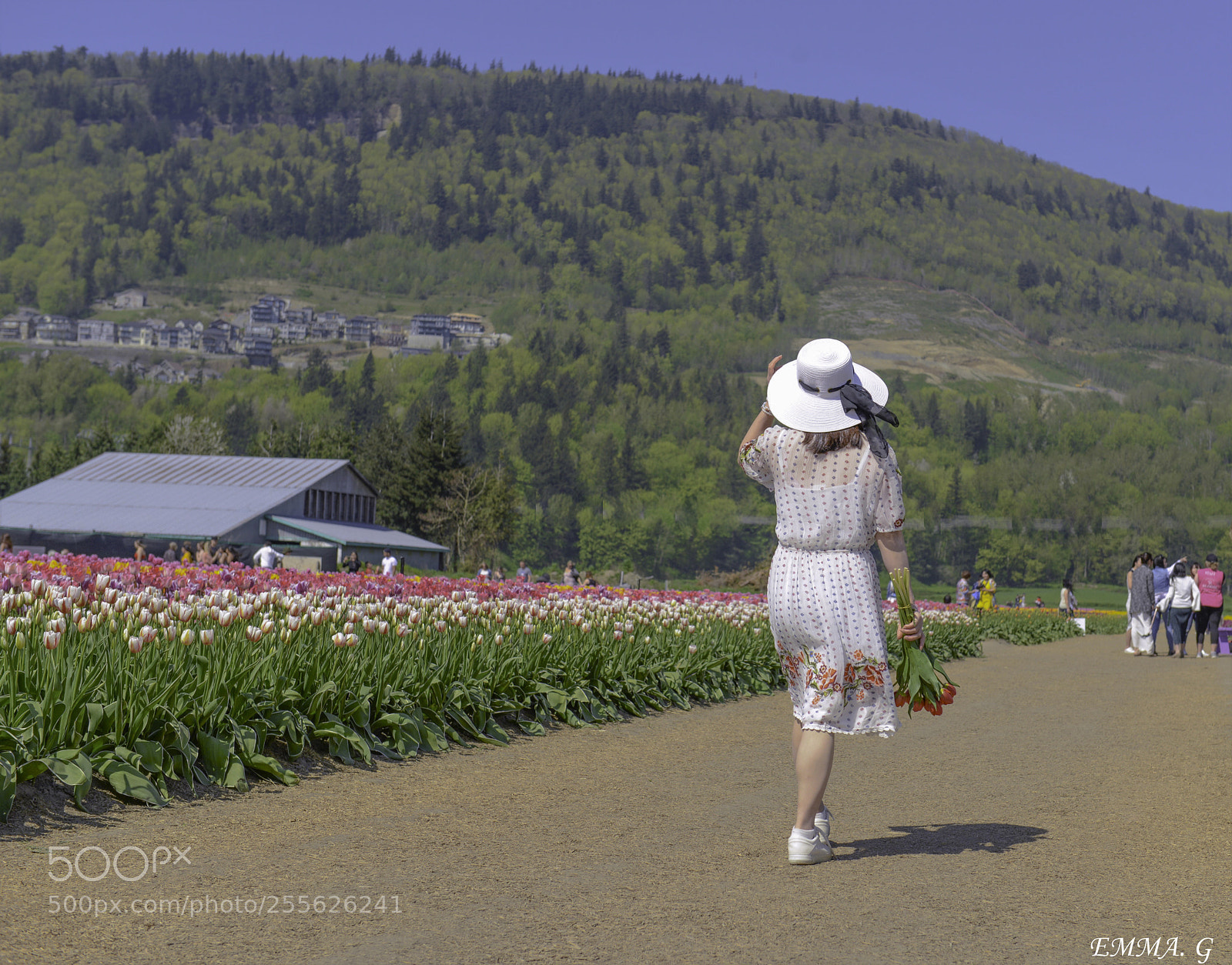 Nikon D800 sample photo. Tulip photography
