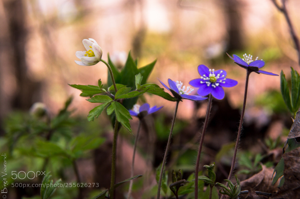 Canon EOS 6D sample photo. Wood anemone and hepaticas photography