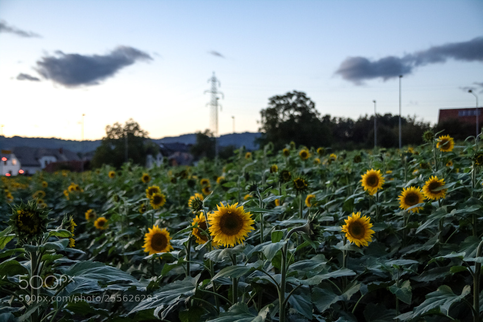 Canon EOS 50D sample photo. Sunflowers photography