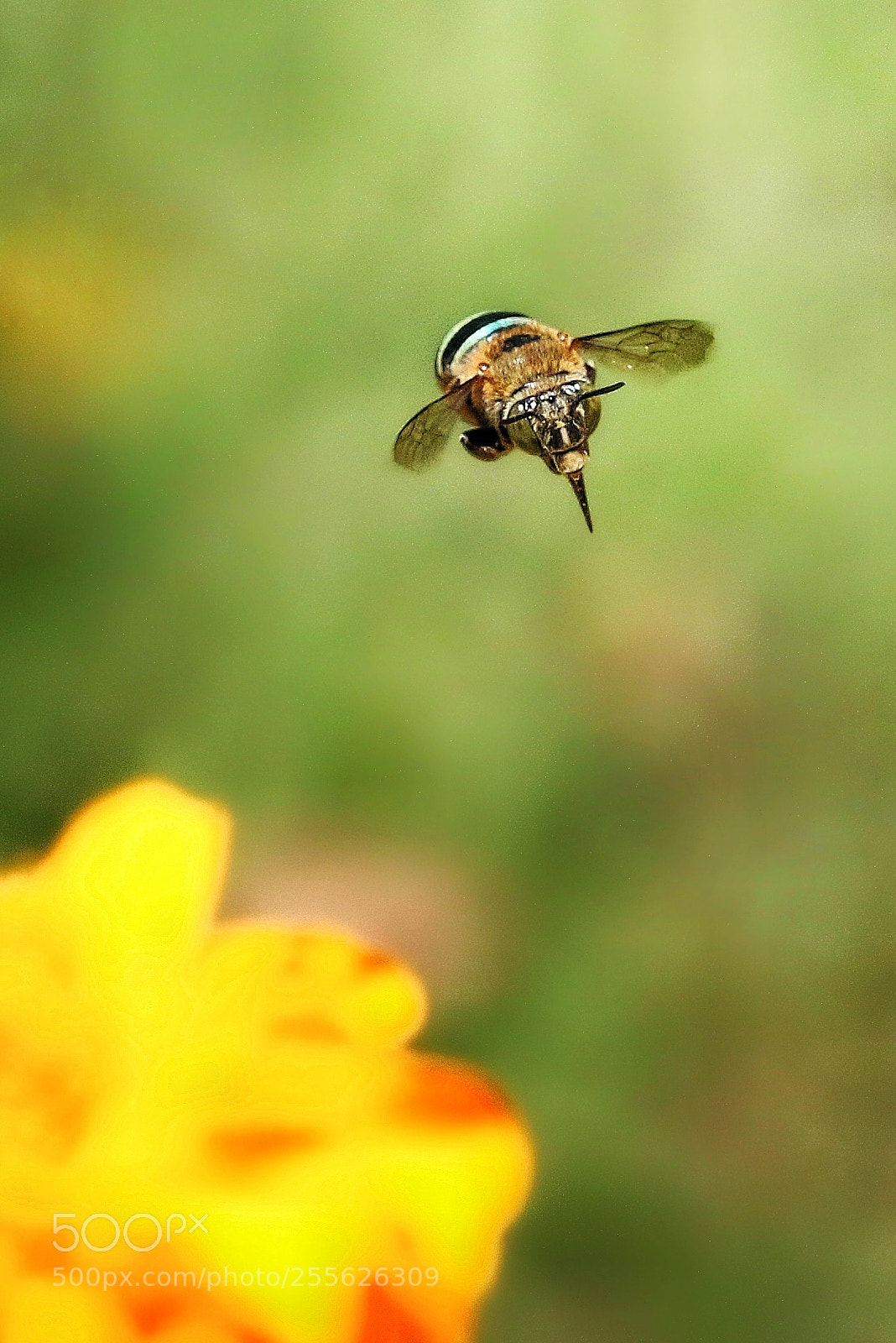 Canon EOS 70D sample photo. Flying photography
