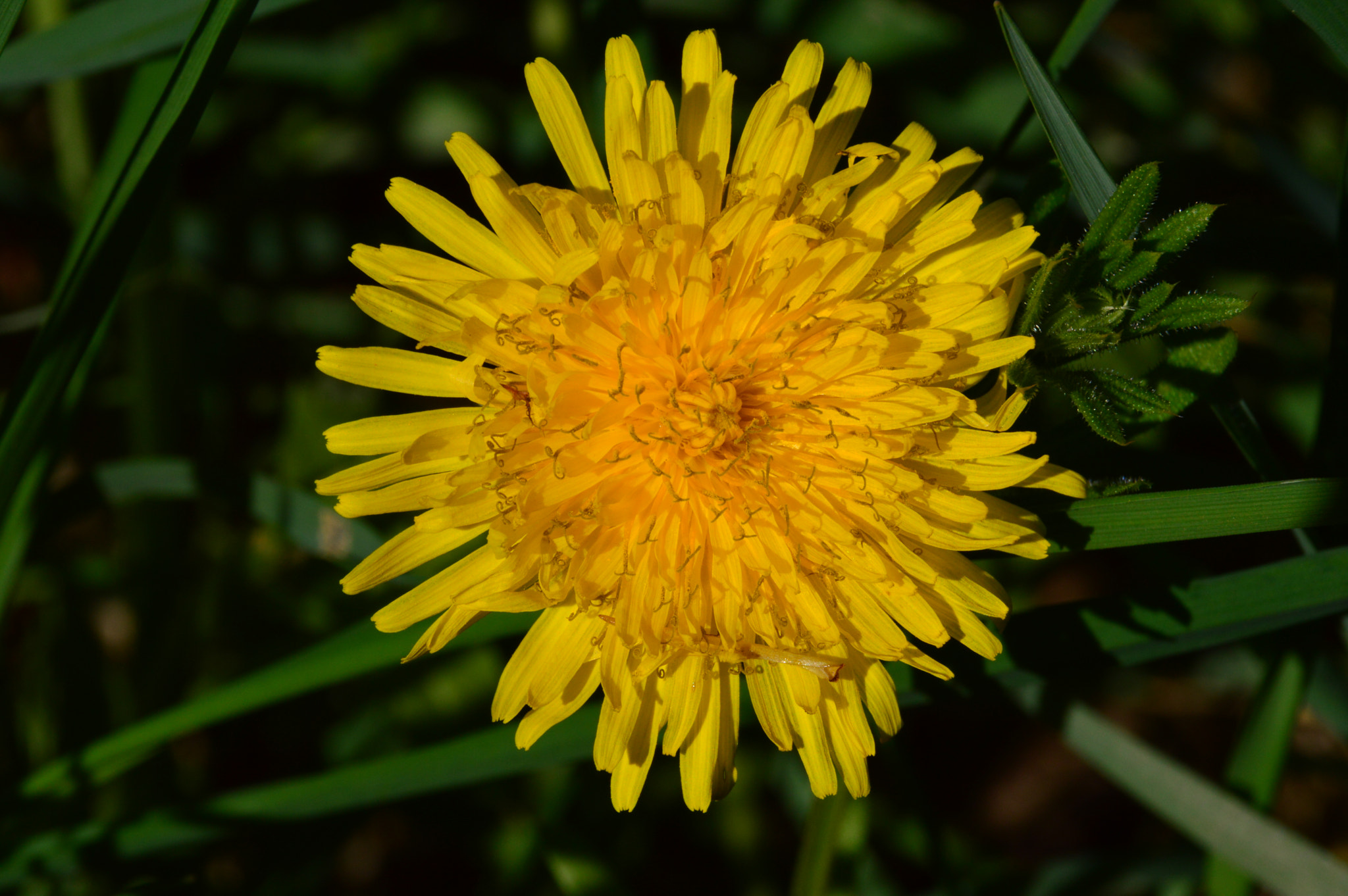 Nikon D3200 + Sigma 18-250mm F3.5-6.3 DC Macro OS HSM sample photo. Dandelion photography