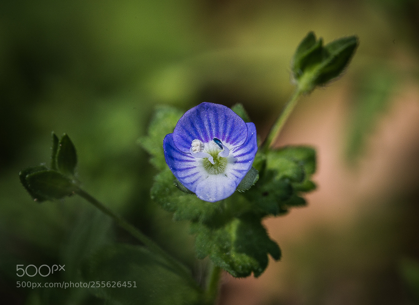 Canon EOS 6D sample photo. Macro photography