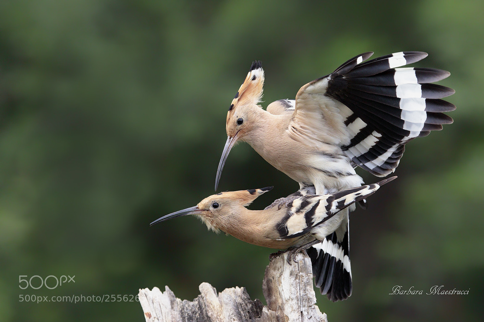 Canon EOS 5D Mark IV sample photo. La stagione degli amori... photography