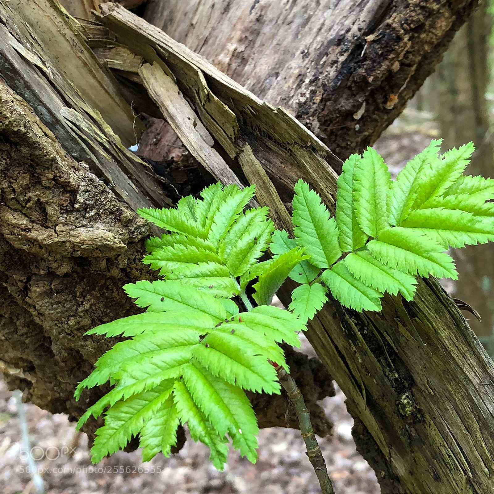 Apple iPhone 8 Plus sample photo. Beauty of green leafs photography