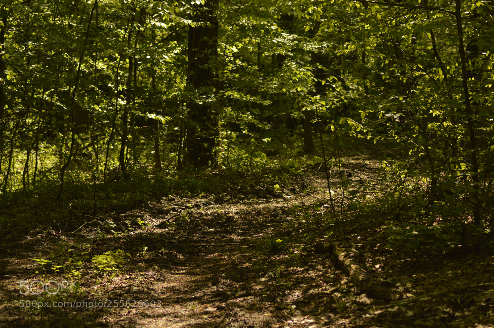 Nikon D3200 sample photo. Trail in the woods photography