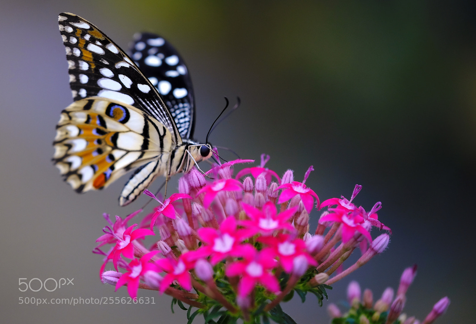 Fujifilm X-H1 sample photo. For nectar`s love photography