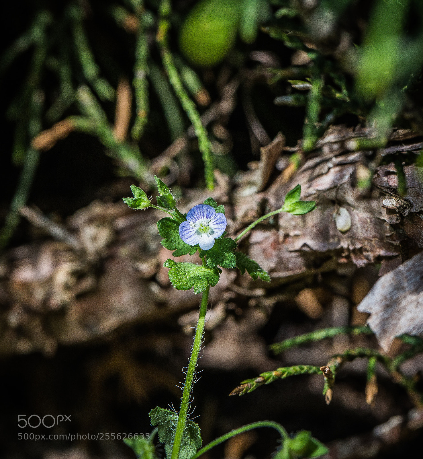 Canon EOS 6D sample photo. Macro photography