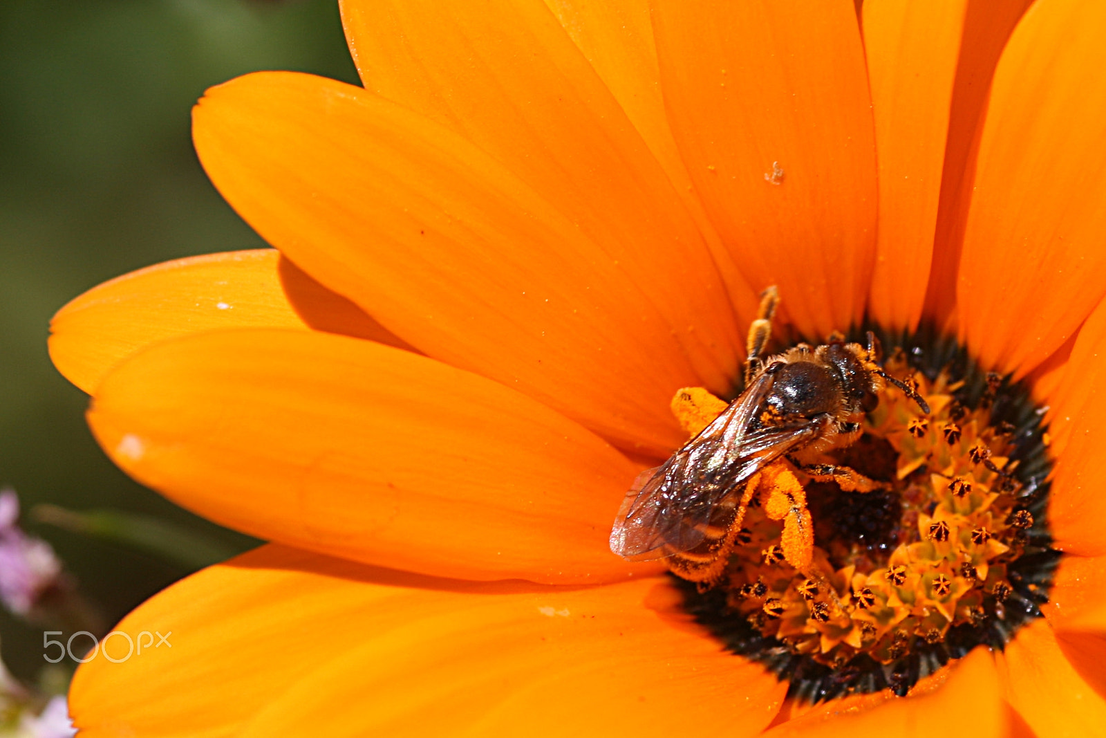 Canon EOS-1D Mark III + Sigma 105mm F2.8 EX DG Macro sample photo. The orange bee photography