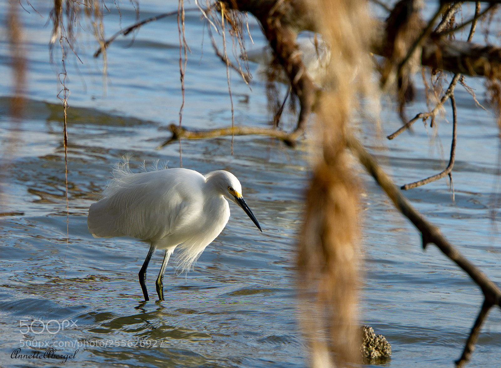 Sony a6000 sample photo. Snowy egret photography