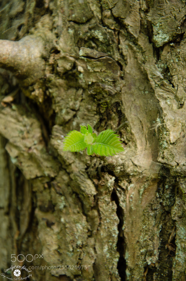 Nikon D7000 sample photo. Renaissance photography
