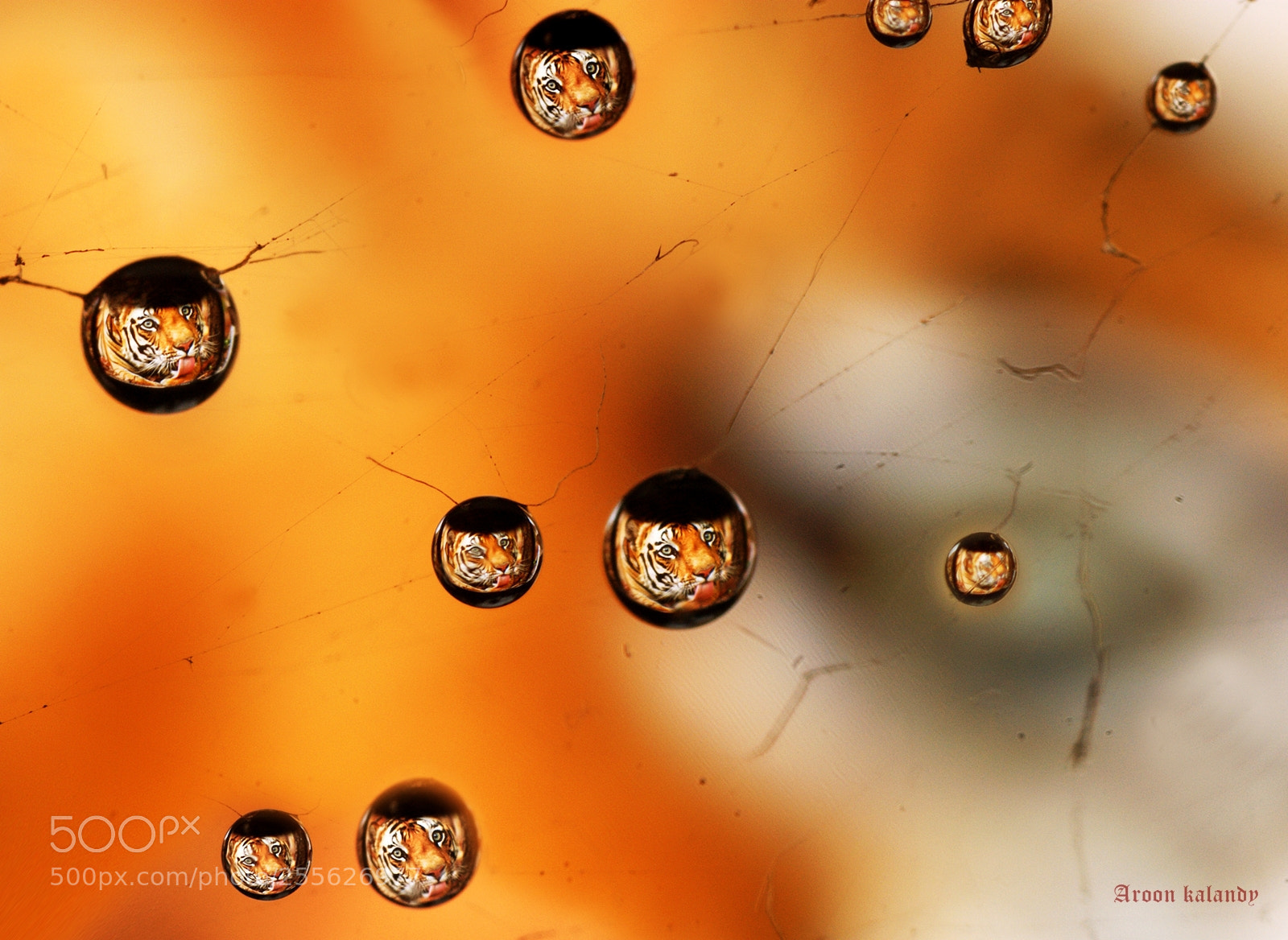 Sony Alpha DSLR-A390 sample photo. Tiger, tiger burning bright....... photography