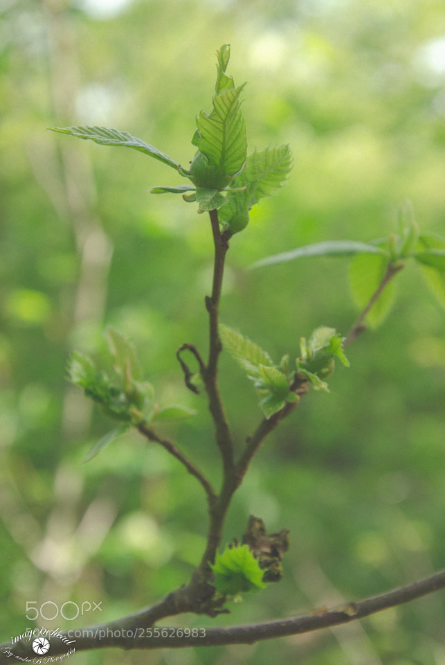 Nikon D7000 sample photo. Bourgeons photography