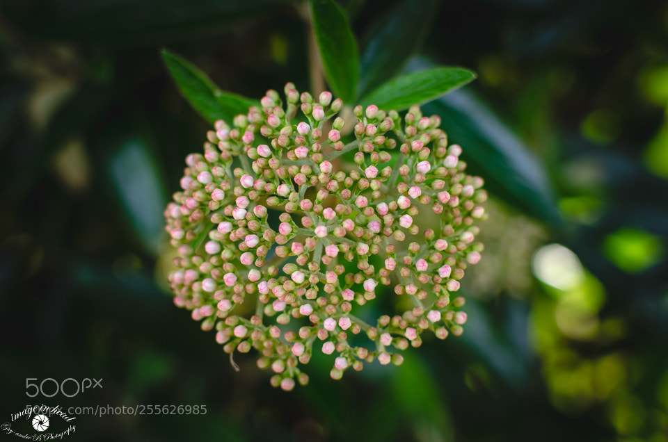 Nikon D7000 sample photo. Pompon photography