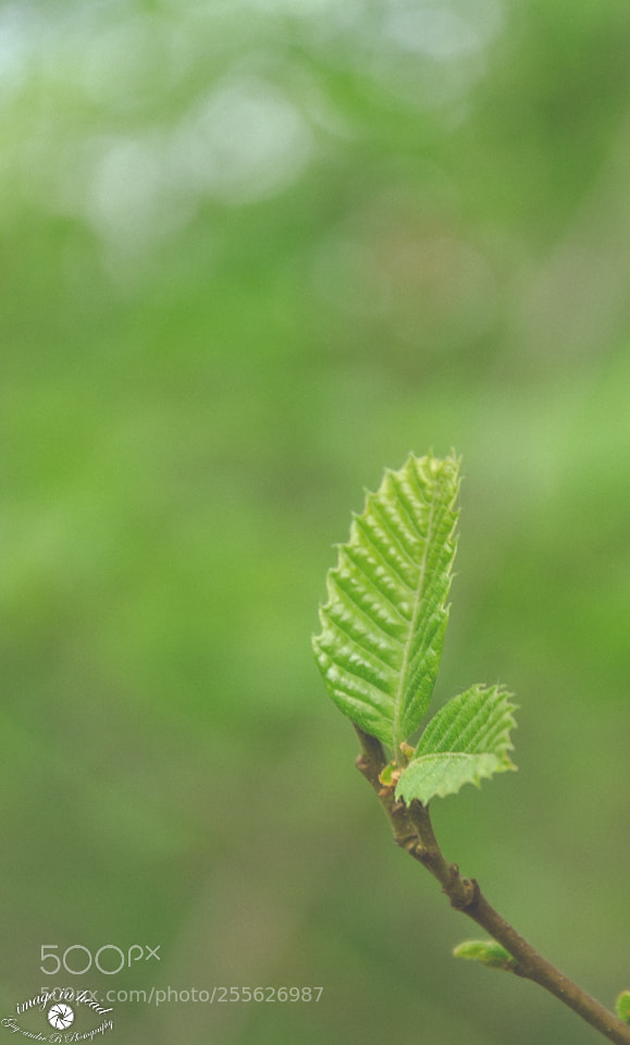 Nikon D7000 sample photo. Bourgeons photography