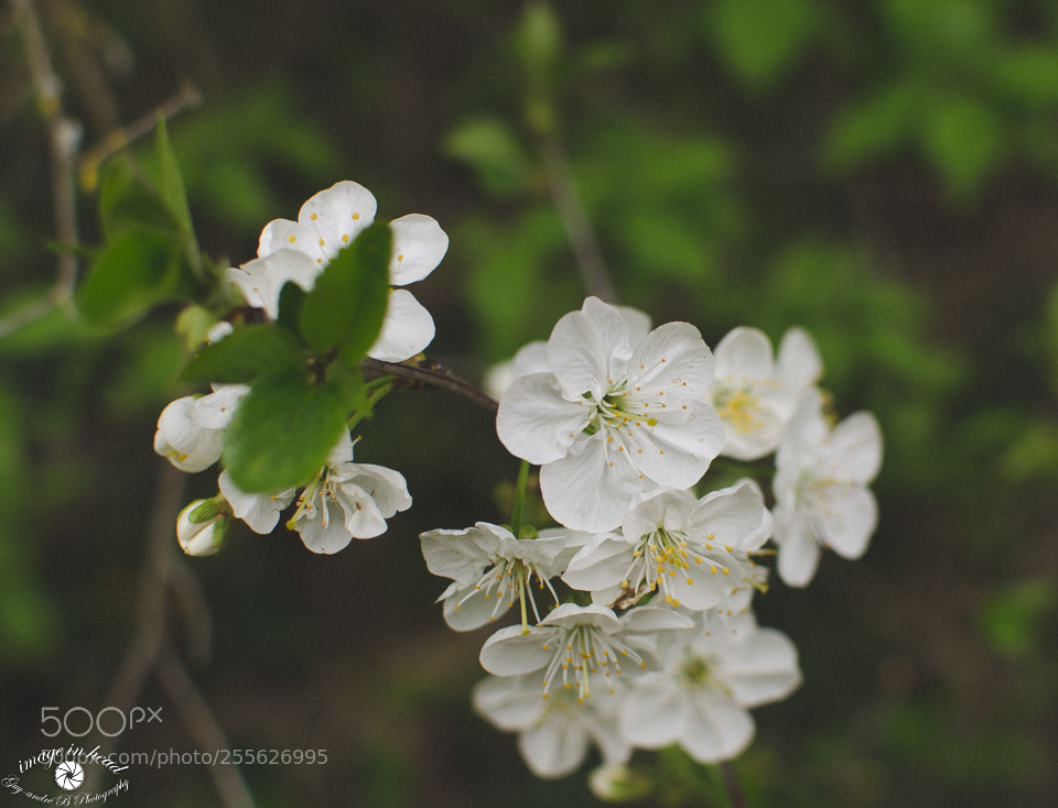 Nikon D7000 sample photo. Framboisier sauvage photography