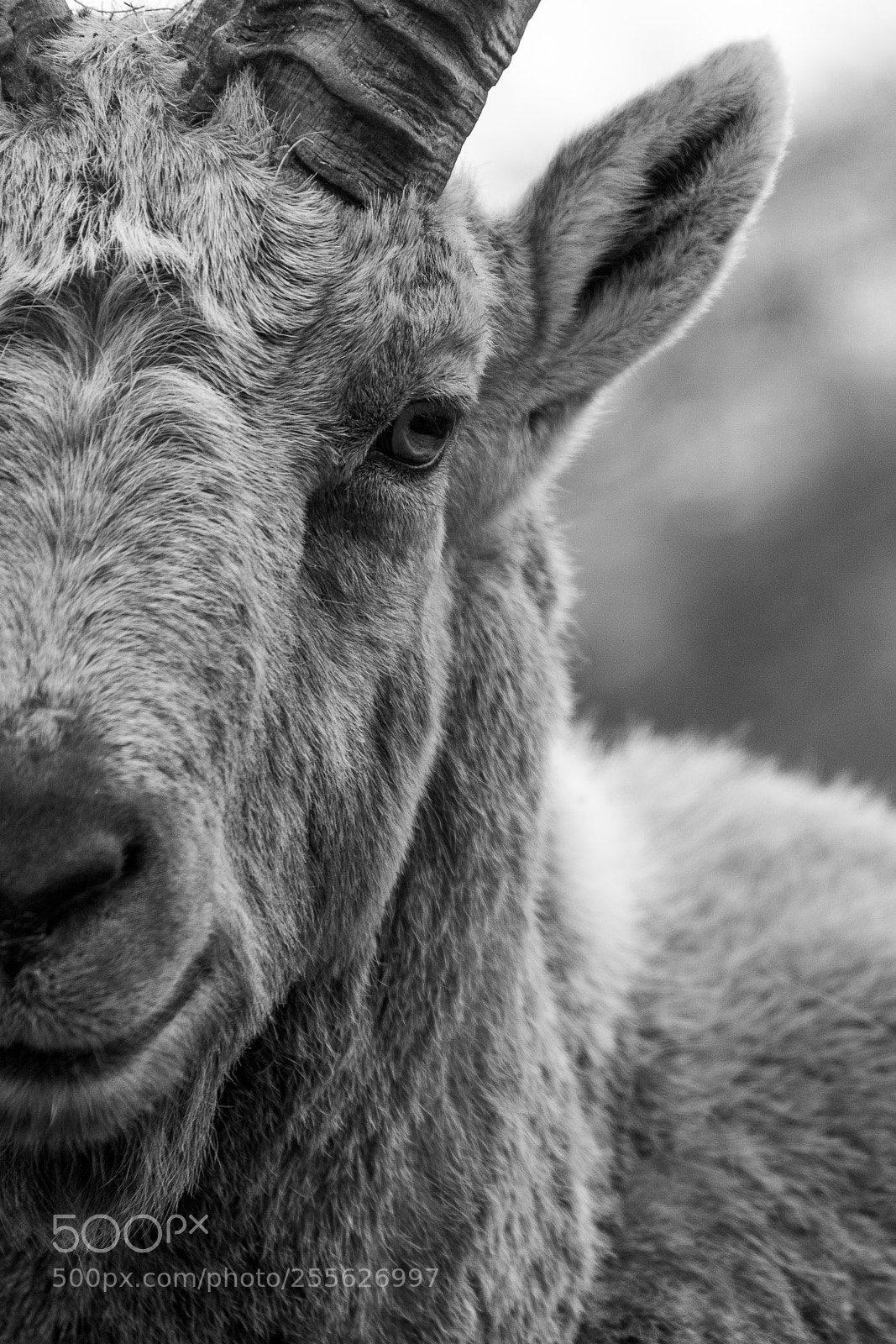 Nikon D7200 sample photo. Ibex portrait photography