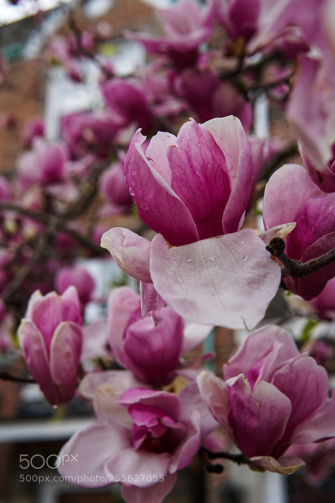 Sony a6000 sample photo. Pink blush photography