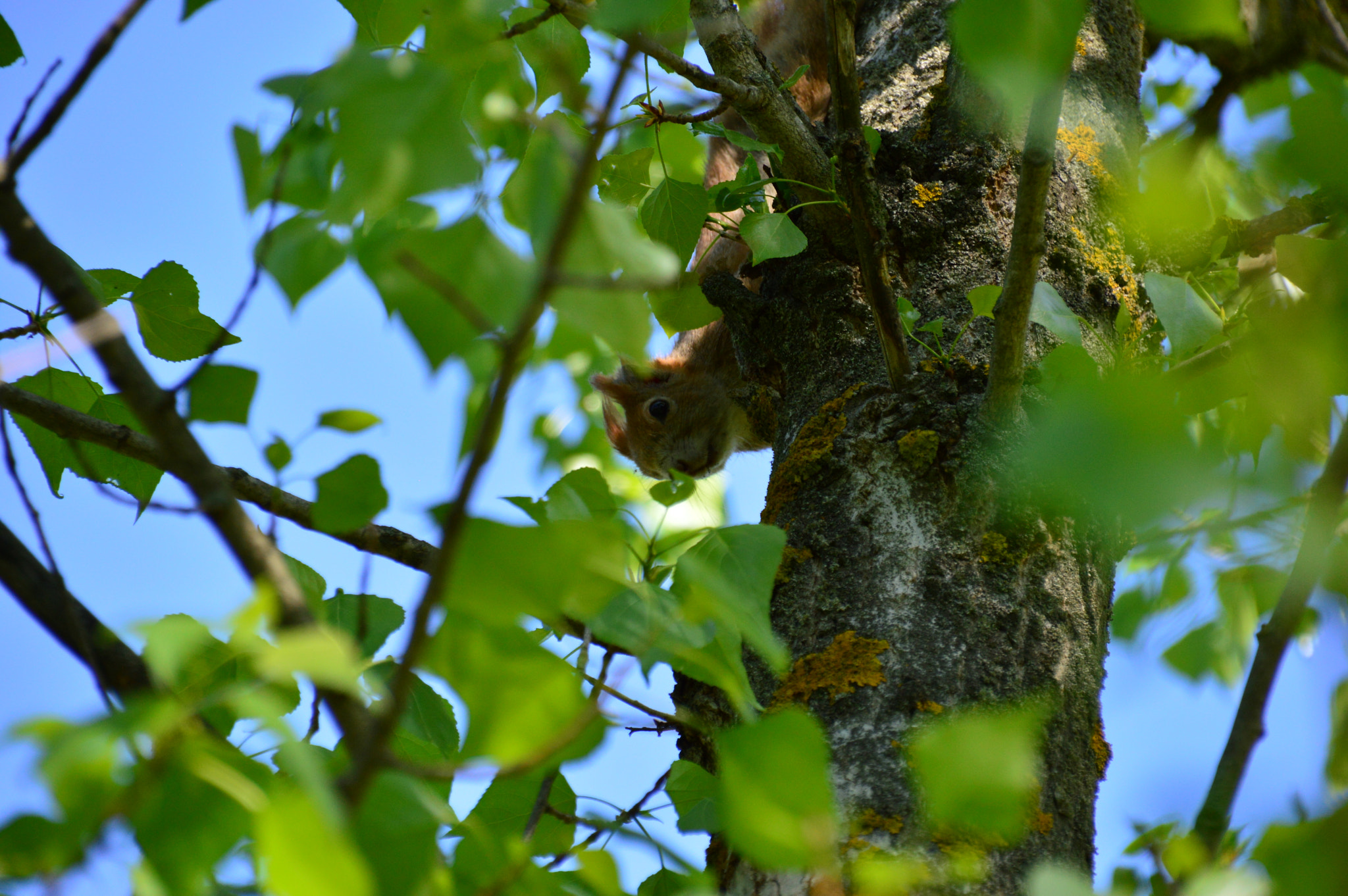 Nikon D3200 + Sigma 18-250mm F3.5-6.3 DC Macro OS HSM sample photo. Squirrel hiding in the tree photography