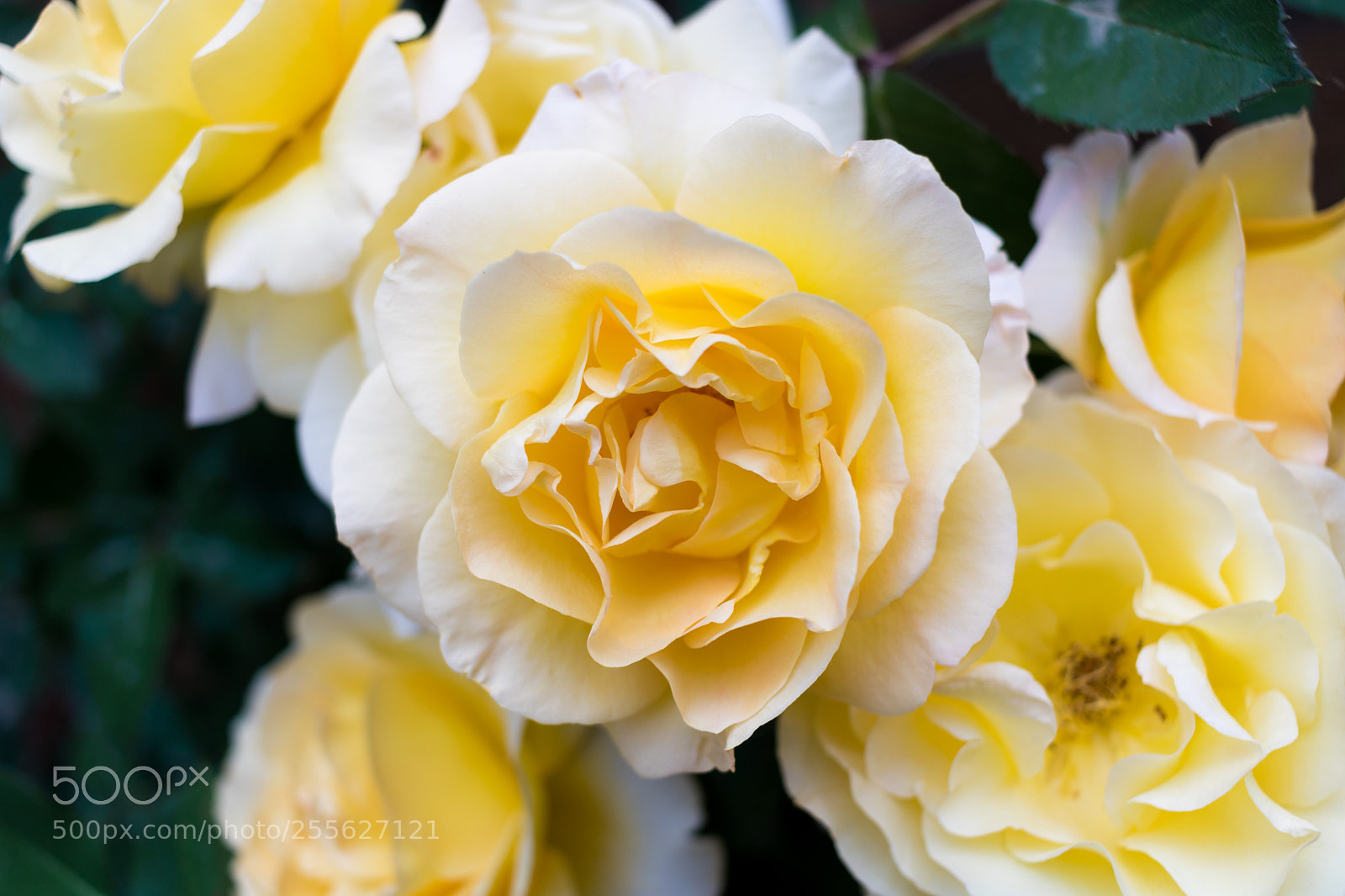 Canon EOS 750D (EOS Rebel T6i / EOS Kiss X8i) sample photo. Yellow roses photography