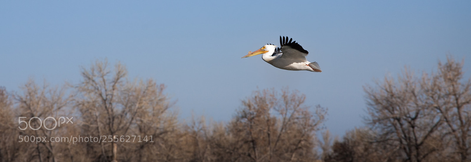 Canon EOS 5D sample photo. Pelican in flight photography