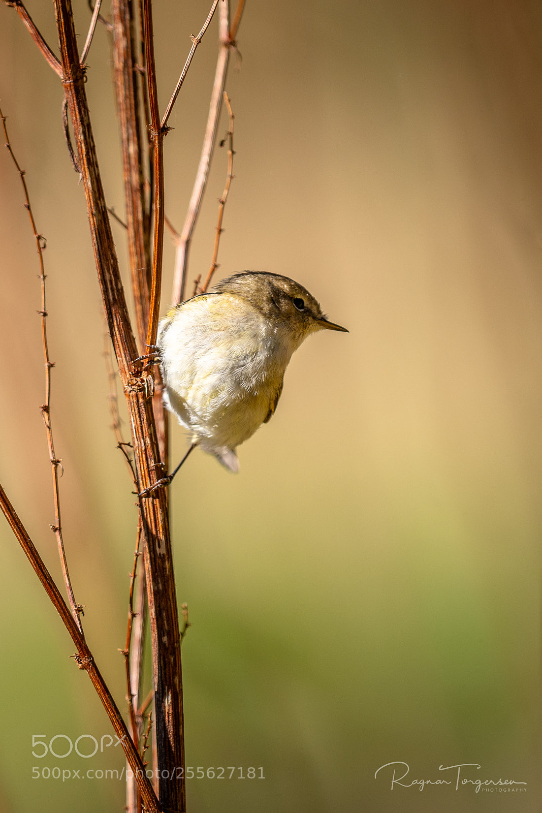 Nikon D500 sample photo. Chiffchaff photography