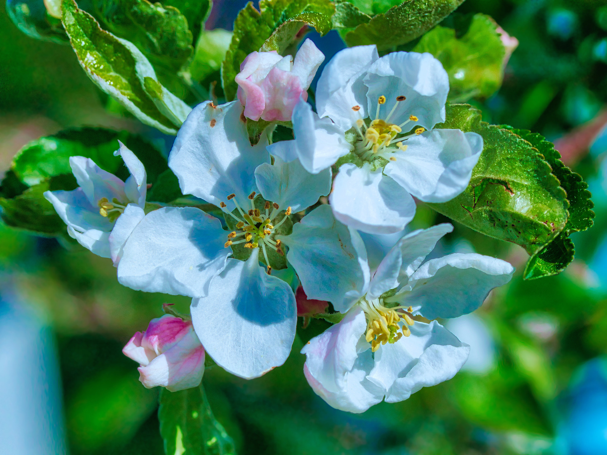 Canon EOS 77D (EOS 9000D / EOS 770D) sample photo. Flowx0214 photography