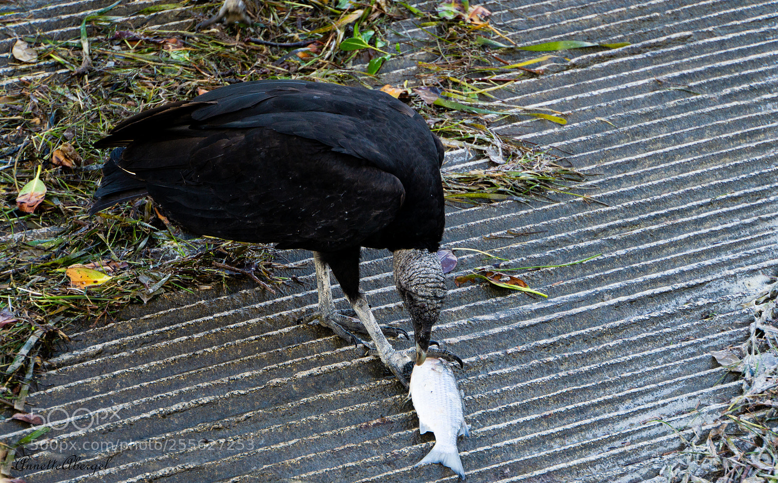 Sony a6000 sample photo. Vultures, anyone for lunch photography
