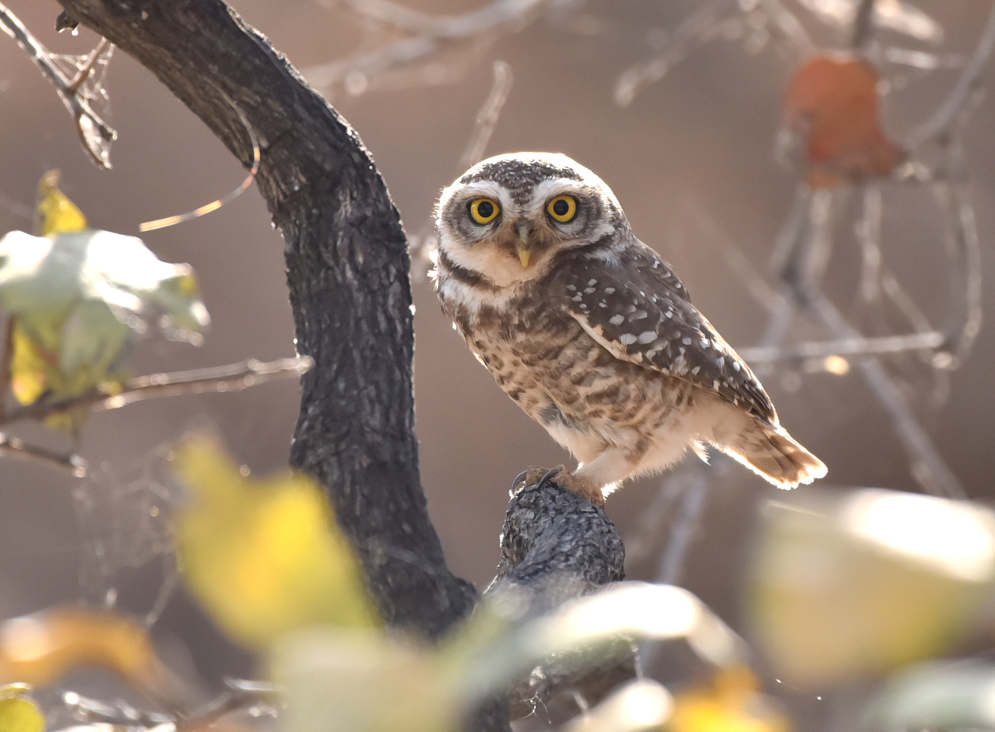 Nikon AF-S Nikkor 200-500mm F5.6E ED VR sample photo. Spotted owlet photography