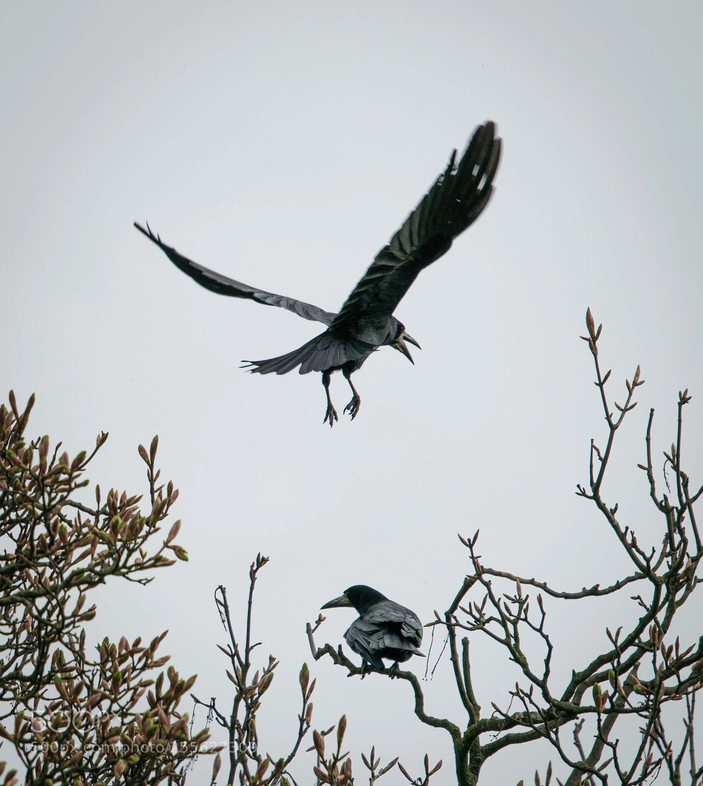Nikon D5300 sample photo. Black birds photography