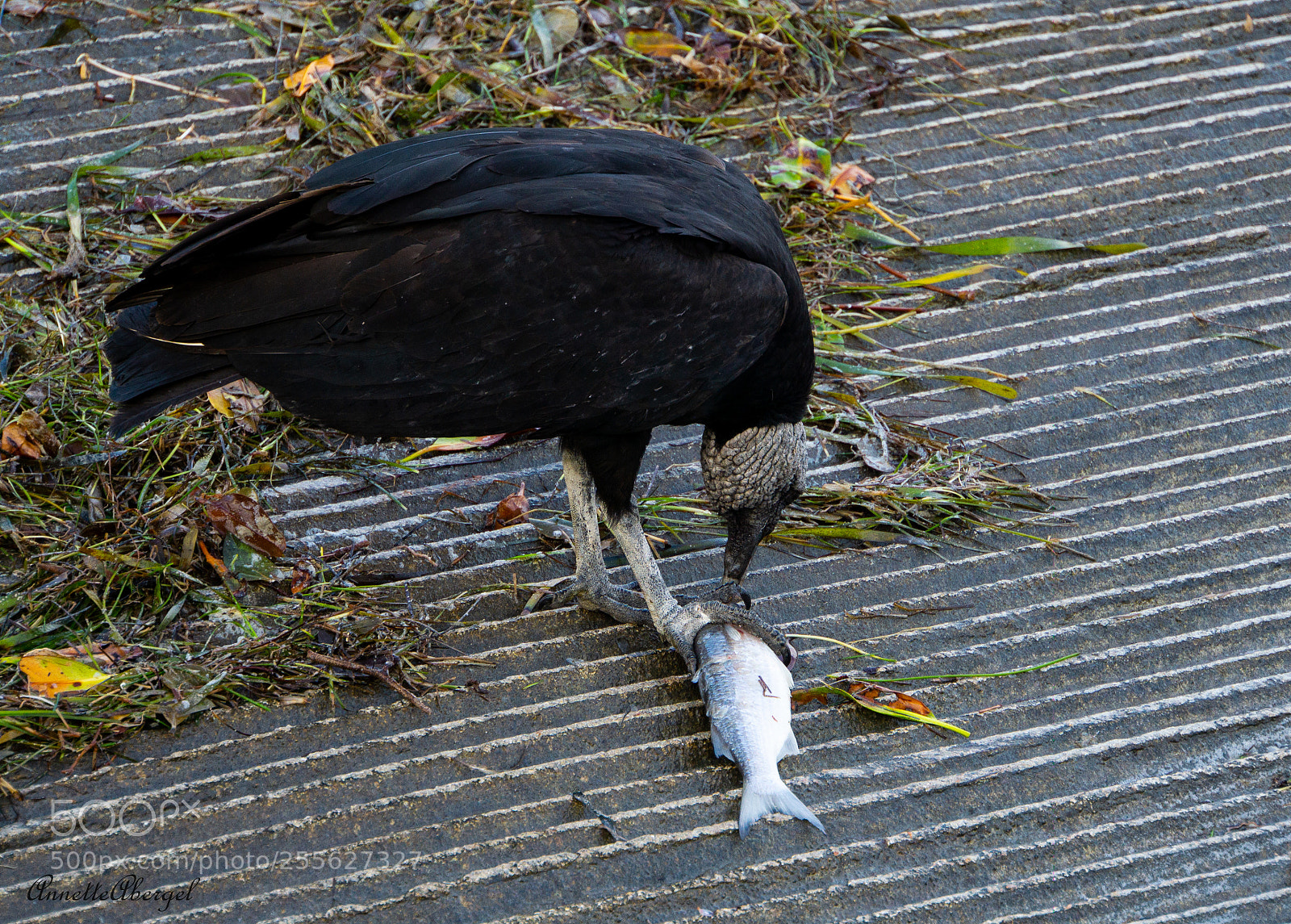 Sony a6000 sample photo. Vultures, anyone for lunch photography
