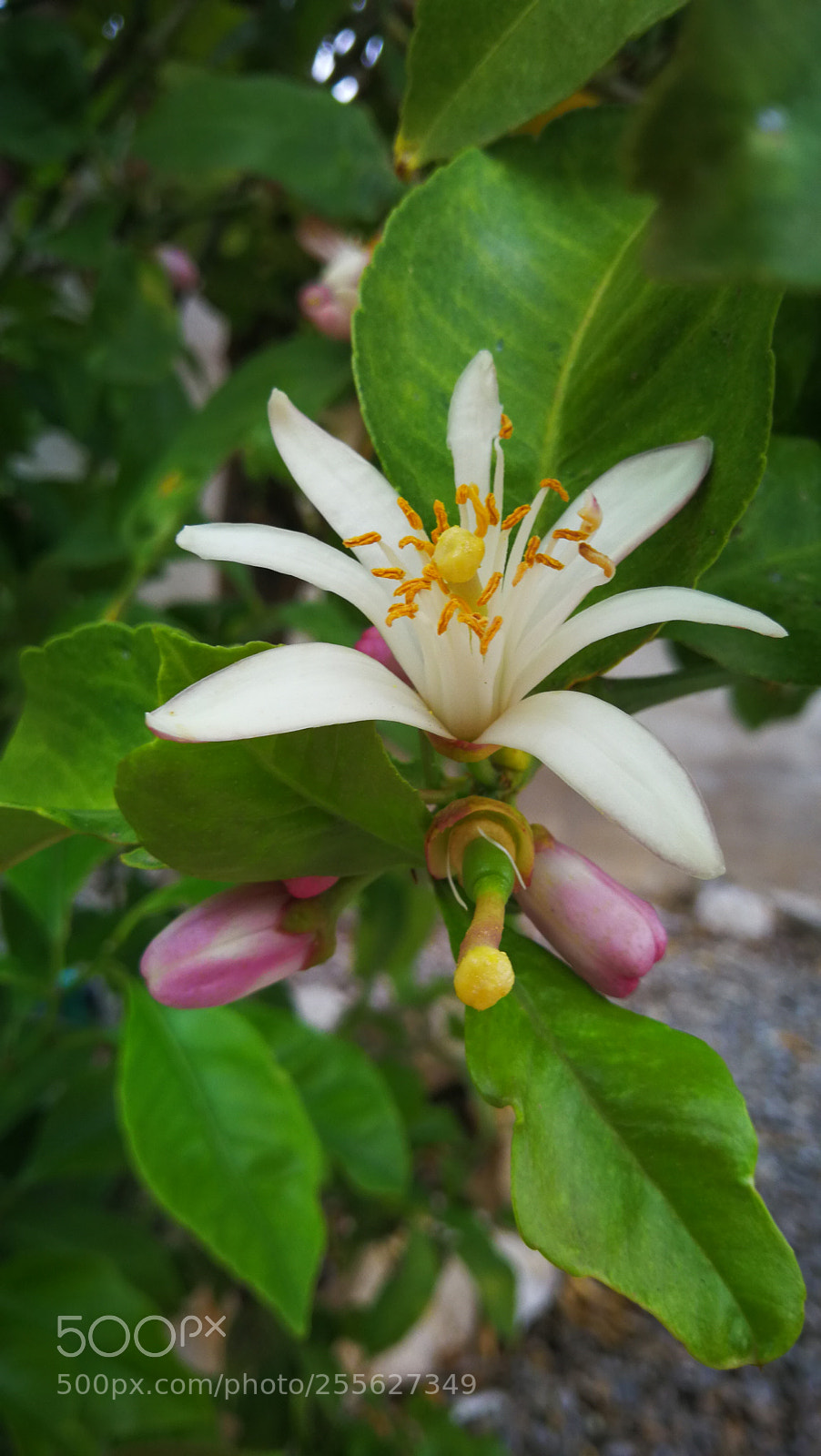 HUAWEI Mate 9 sample photo. Untitled photography