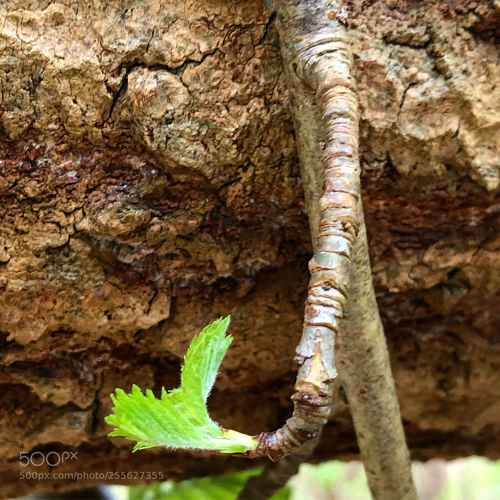 Apple iPhone 8 Plus sample photo. Single green leaf photography